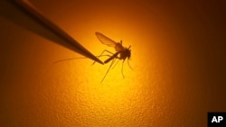 U.S. - Salt Lake City Mosquito Abatement District biologist Nadja Reissen examines a mosquito possibly carrying West Nile virus in Salt Lake City, August 26, 2019. 