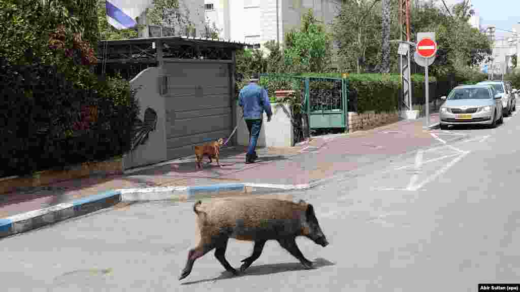 Хайфа көшесін кезіп жүрген қабан. Израиль, 5 сәуір 2020 жыл.