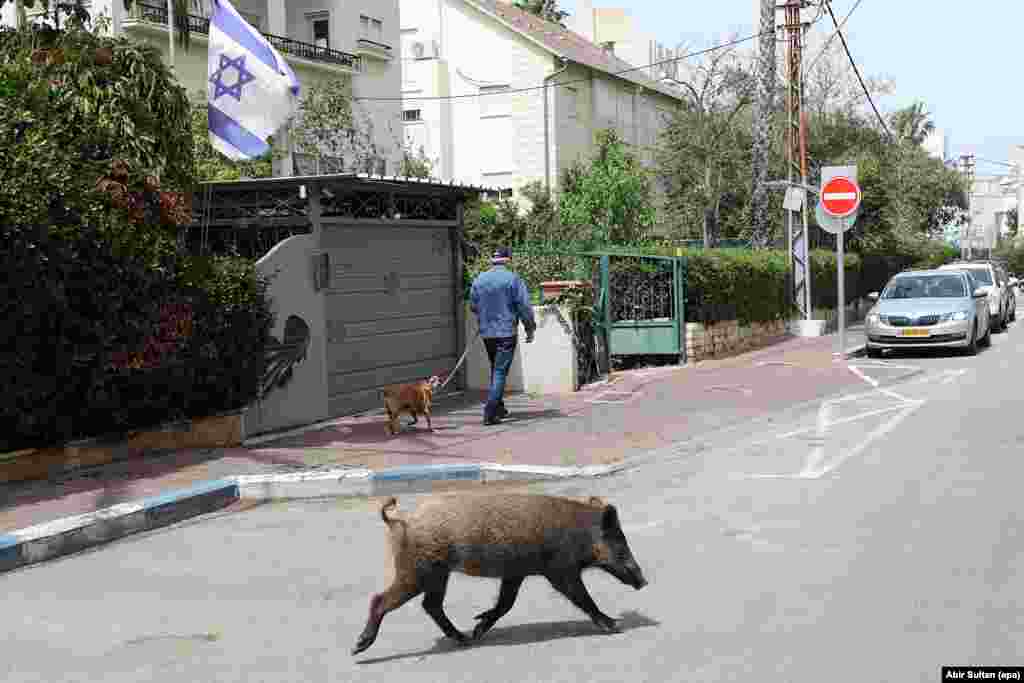 A wild boar catches the attention of a dog in Haifa, Israel, on April 5. &nbsp;