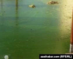 Застоявшаяся дождевая вода, скопившаяся на улицах Туркменабада покрылась тиной