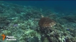 Большой Барьерный риф под угрозой исчезновения