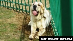 It urşundan soň dynç alýan türkmen köpegi, 22-nji mart, 2013.