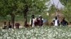 یک مزرعه کشت شده کوکنار در ولسوالی نادعلی ولایت هلمند - عکس از آرشیف