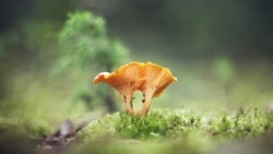 Лісічкі, ілюстрацыйнае фота