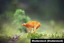 Ілюстарцыйнае фота