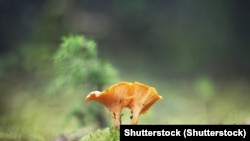 Грибы-лисички