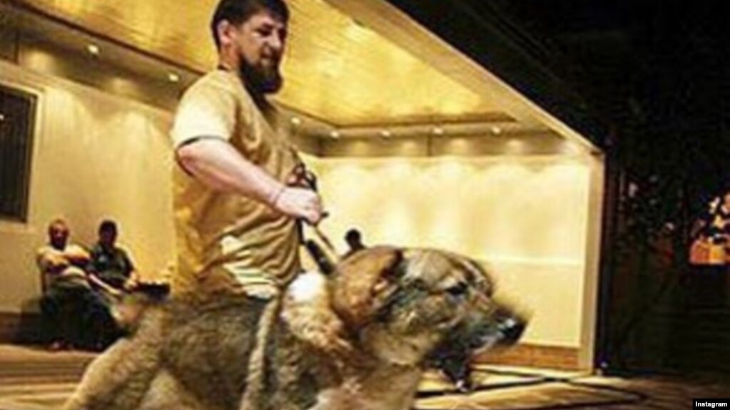 to sic a dog to sic a dog