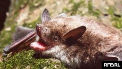 Фотографія кажана із книги «Будьте дружні до кажанів»