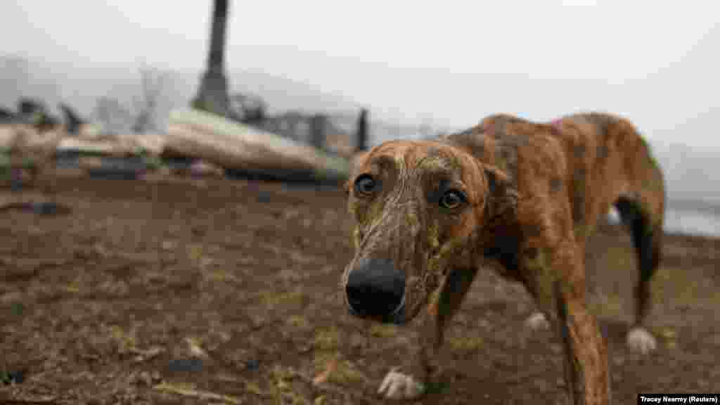 Собака у сгоревшего дома своих хозяев в городе Киа. 8 января 2020 года.