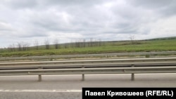Фрагмент самовосстанавливающейся лесополосы у трассы «Таврида» в Белогорском районе, май 2026 года