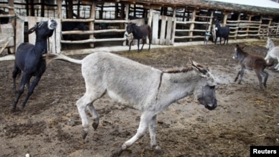 Секспен порнографиялық суреттер