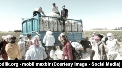 Uzbekistan - Pagta ýygýan özbegistanlylar.harvest 