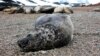 Антарктикадагы деңиз пилдери (elephant seals, морские слоны). Иллюстрациялык сүрөт.