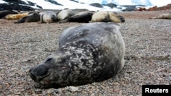 Антарктикадагы деңиз пилдери (elephant seals, морские слоны). Иллюстрациялык сүрөт.