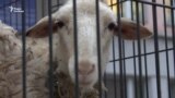 К редакции «Новой газеты» в Москве привезли овец в клетках