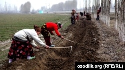 Uzbekistan - charwomen are working in the wheat field, 25Mar2012