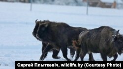 Фота Сяргея Плыткевіча для сайту wildlife.by, зьмешчанае са згоды аўтара.