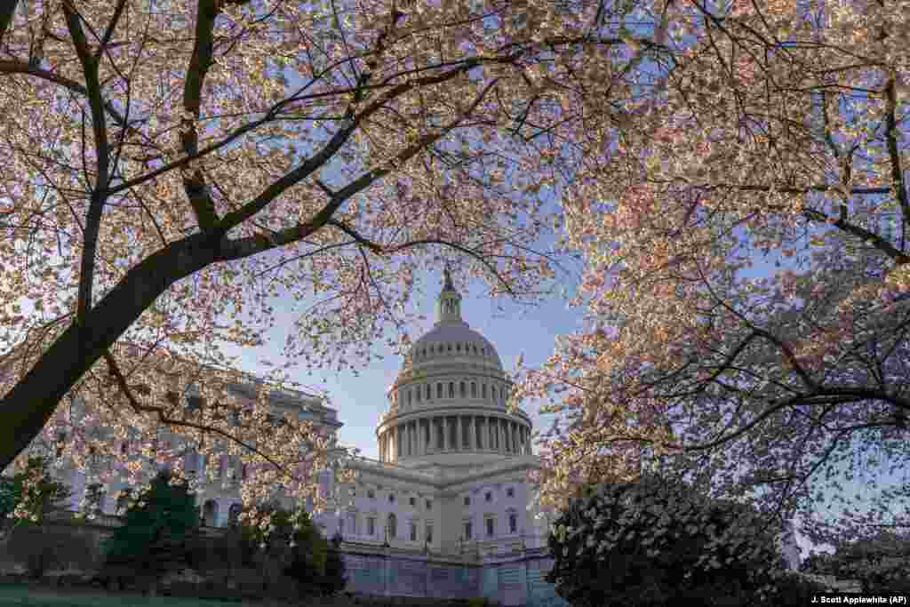 The U.S. Capitol is framed amid blooming cherry trees in Washington D.C. (AP/Scott Applewhite)