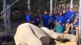 Jumbo 'Tusk-Ache' -- Elephant Surgery In Georgia video grab 1