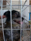 Ці песики їдуть на евакуацію з прифронтової зони в Донецькій області