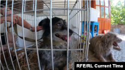 Ці песики їдуть на евакуацію з прифронтової зони в Донецькій області