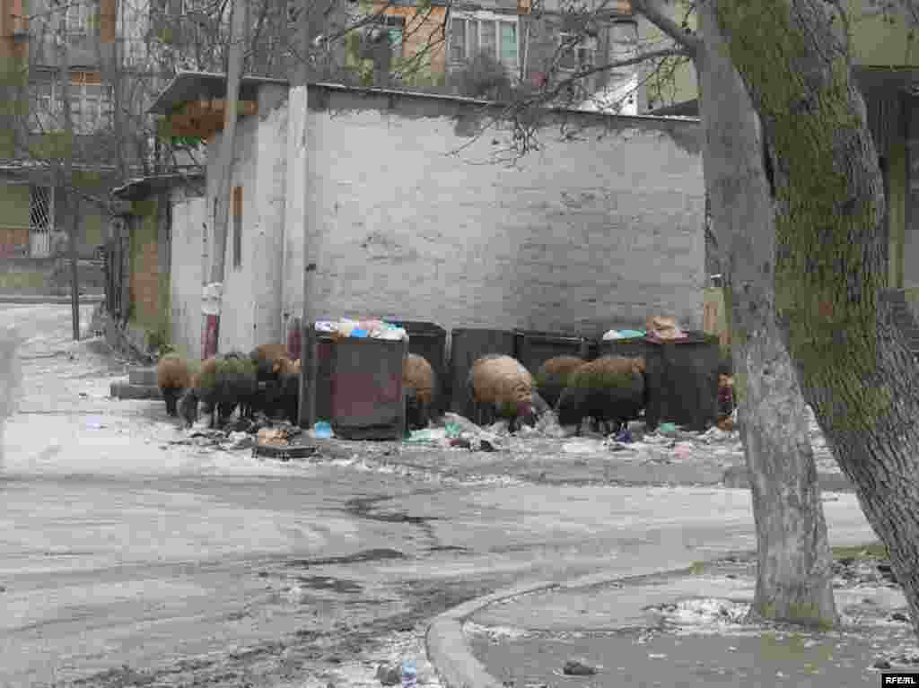 Texniki Universitetin tələbə şəhərciyi Yasamal qoyunlarının «otlaq yeri»dir