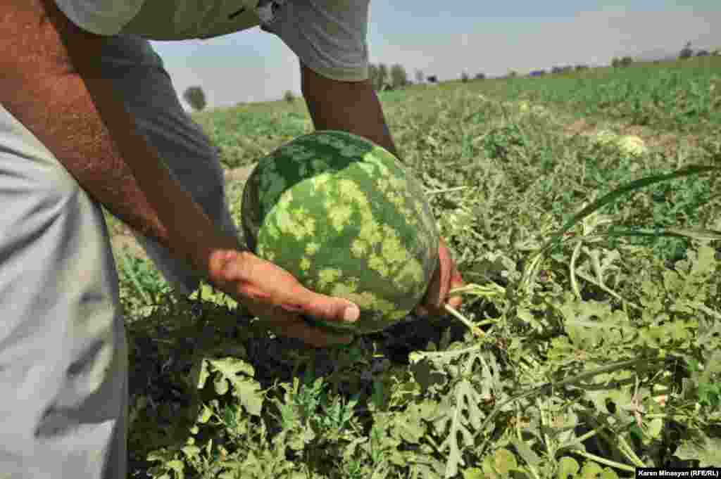 Armenia -- Watermelon harvest in Ararat region, 14Aug2012