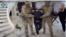 A screenshot from a video posted on the YouTube channel of the Security Service of Ukraine on May 9 shows the detention of a man suspected of espionage.
