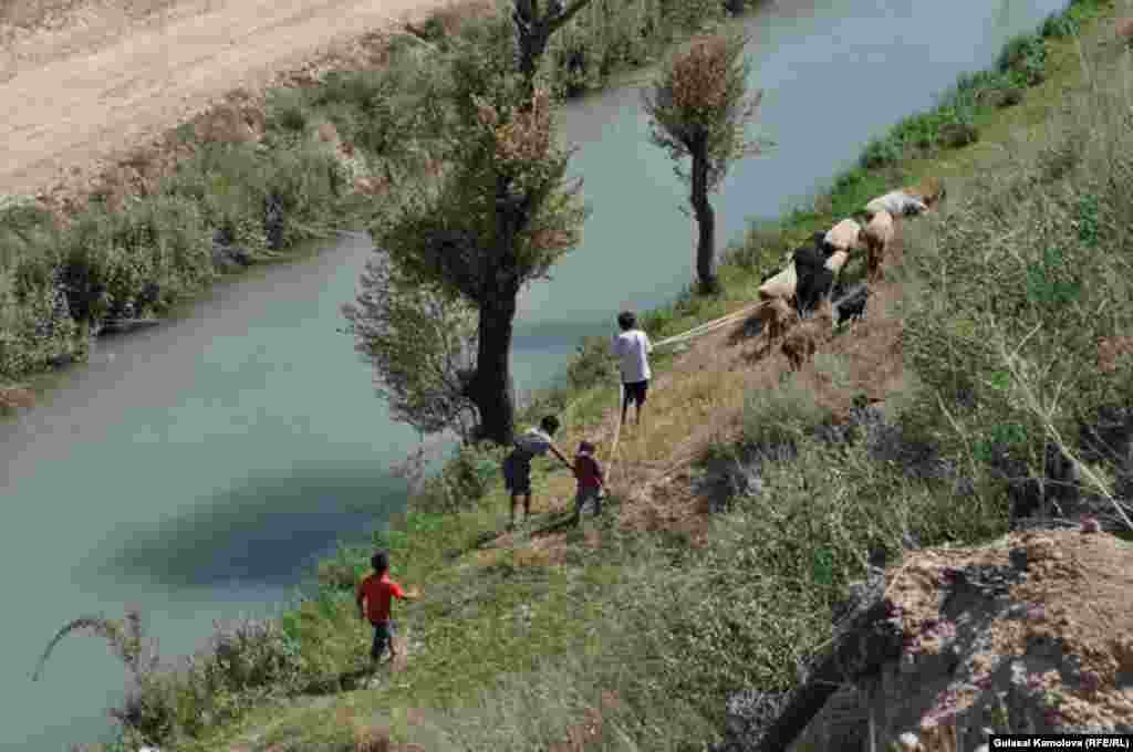 Таътил пайти сой бўйида қўй боқишга нима етсин.