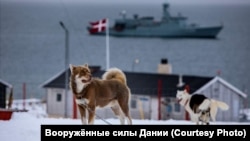 Danimarka Hərbi Dəniz Qüvvələrinin "Sirius" bölməsinin itləri
