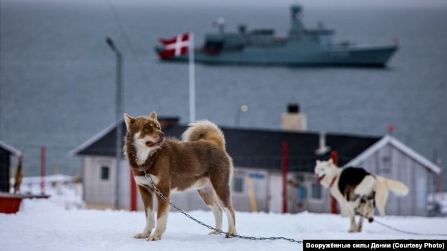 Danimarka Hərbi Dəniz Qüvvələrinin "Sirius" bölməsinin itləri