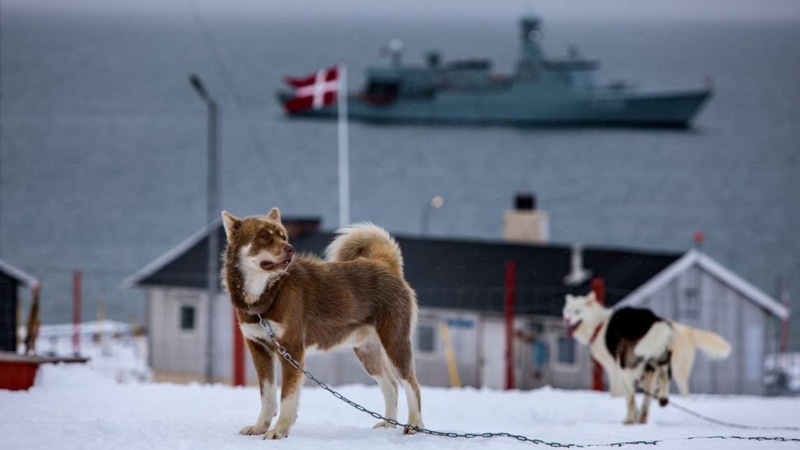 ტრამპი გრენლანდიის თავდაცვაზე: ძაღლების ორი მარხილია