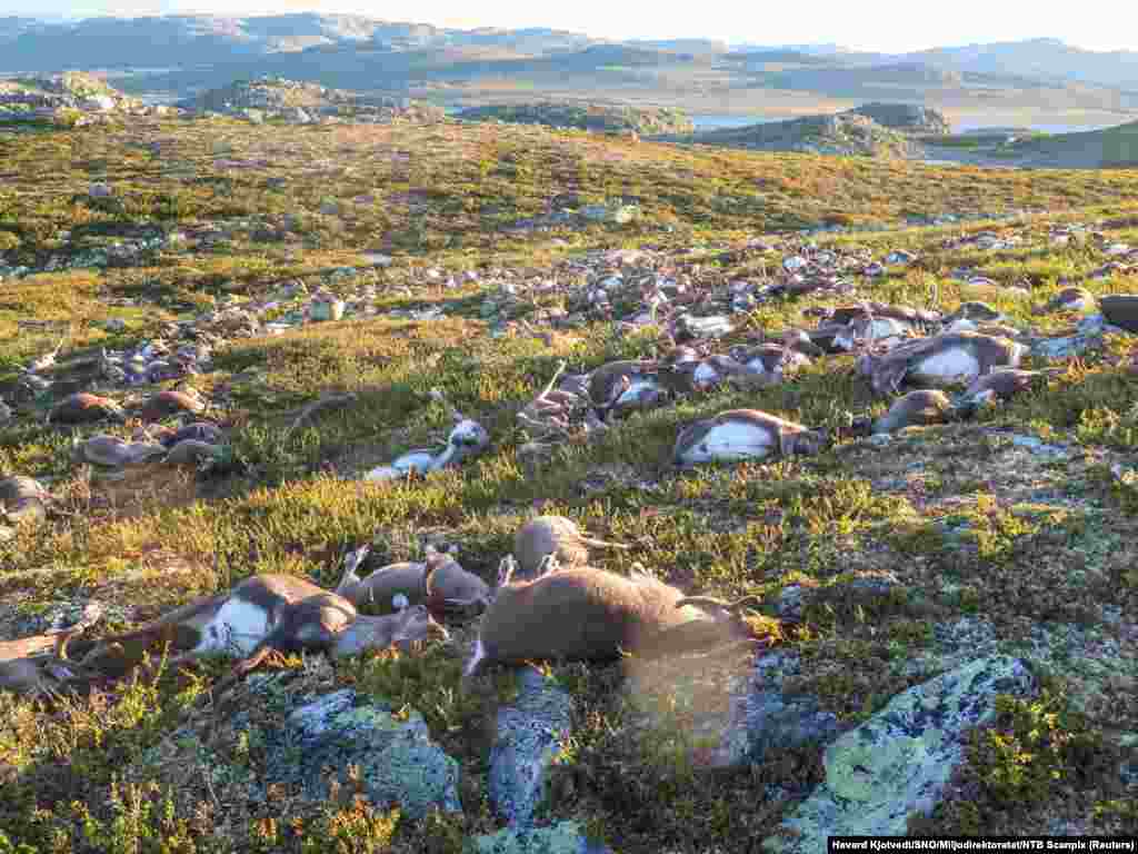 More than 300 dead wild reindeer, including 70 calves, are seen on the Hardangervidda mountain plateau in Norway after a lightning strike. It's not unusual for reindeer or other wildlife to be killed by lightning strikes but a spokesman for the Norwegian Environment Agency says "we have not heard of such numbers before." (Havard Kjotvedt/SNO/Miljodirektoratet/NTB Scanpix via Reuters)