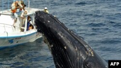 Туристы фотографируют кита у побережья Эквадора