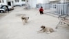 В Ашхабаде участились случаи отравления собак и кошек