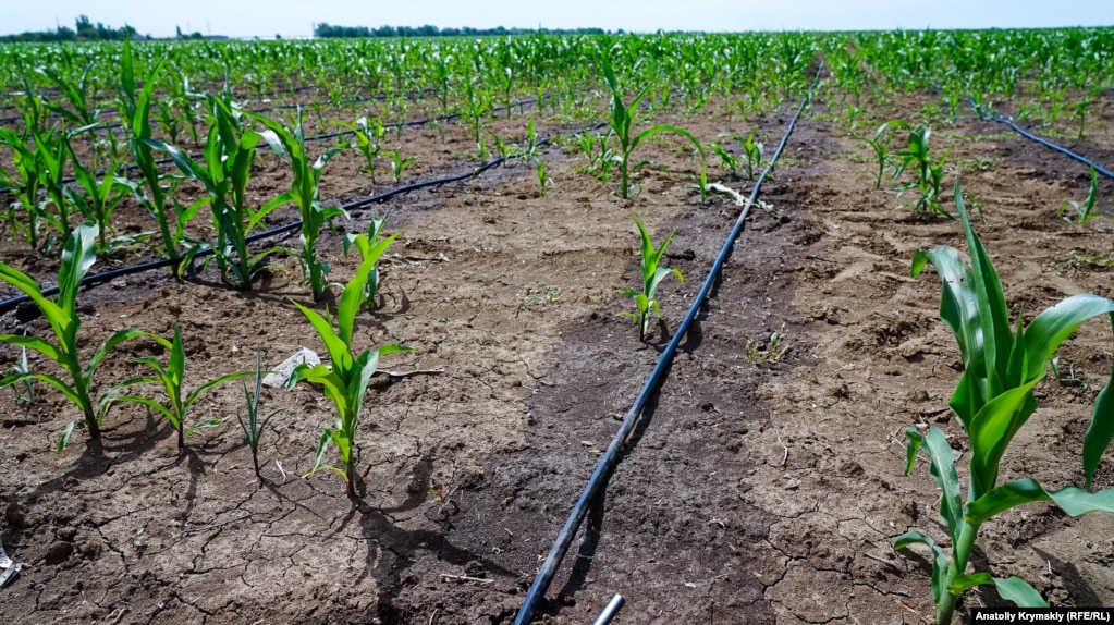 Кукурудзу намагаються врятувати поливом зі свердловин.&nbsp; Після висихання на поверхні ґрунту залишається сіруватий сольовий наліт