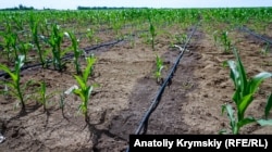 Капельное орошение кукурузного поля в селе Правда, Крым, июнь 2018 года