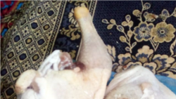 Diňle: Adamlar nyrhlardan nägile, prezidentiň 'halka seretmegini' isleýärler