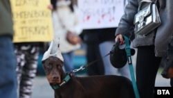 Хората поискаха по-строги мерки срещу насилието над животни.