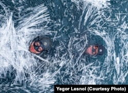 Lesnoi (left) swims in a frozen lake.