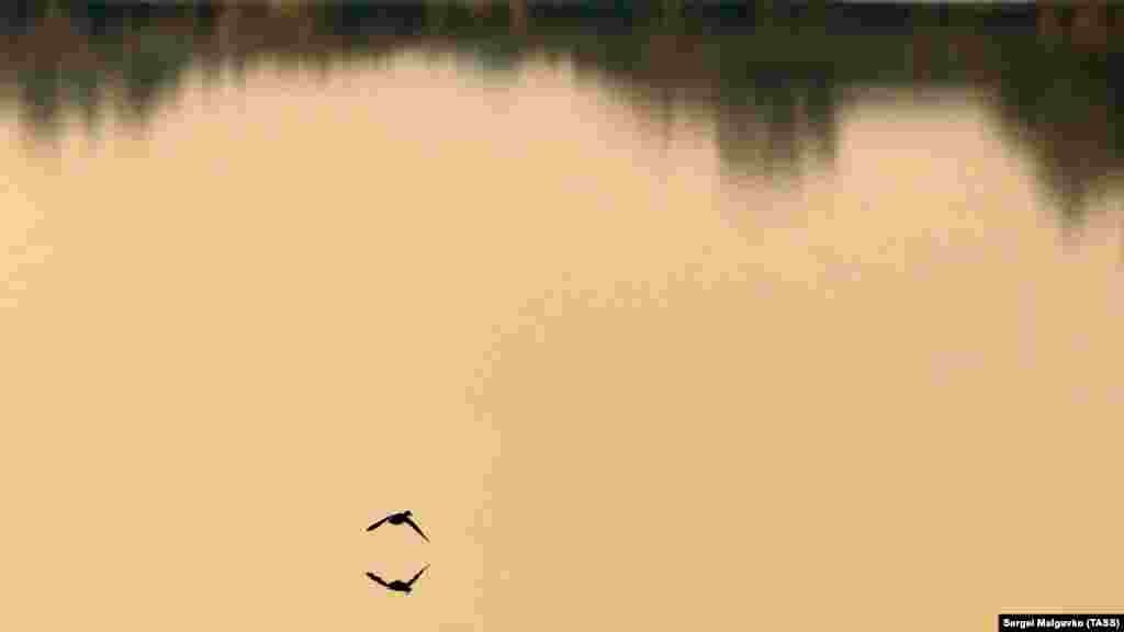 Утка над озером Тобе-Чокрак в Саках. Больше фото &ndash; по ссылке
