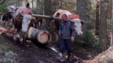 In the forests of Jahorina, a mountain near Sarajevo they extracting trees using oxen and horses to reduces damage to the environment