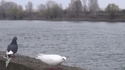 Испить днестровской воды