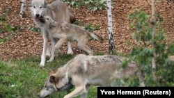 Farkasok a belgiumi Pairi Daiza vadasparkban 2019. augusztus 2-án (Képünk illusztráció)