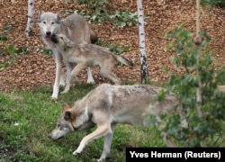 Волки в дикой природе, иллюстрационное фото