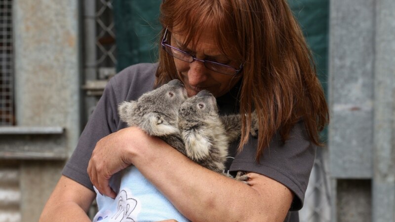 Australia thotë se koalat janë të rrezikuara
