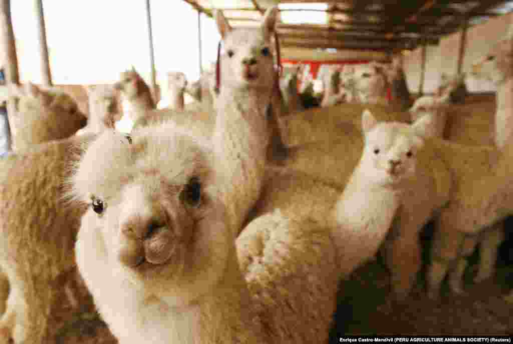 Adult and baby alpacas are pictured during the inauguration of an alpacas shelter at Ticlio, 15,610 ft (4,758 metres) above sea level in the Andean region of Lima June 26, 2009. In recent years more than 12,000 shelters had been built to protect some 100,000 alpacas from the cold waves and rains in the Peruvian Andes, the Peruvian Agriculture Ministry said in a statement