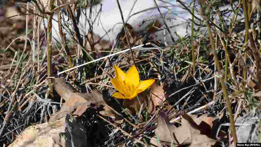 Серед опалого дубового листя і трави яскраво жовтіє квітка крокусу (шафрану)