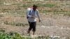 Таджикистан и Узбекистан объединились в борьбе с саранчой 