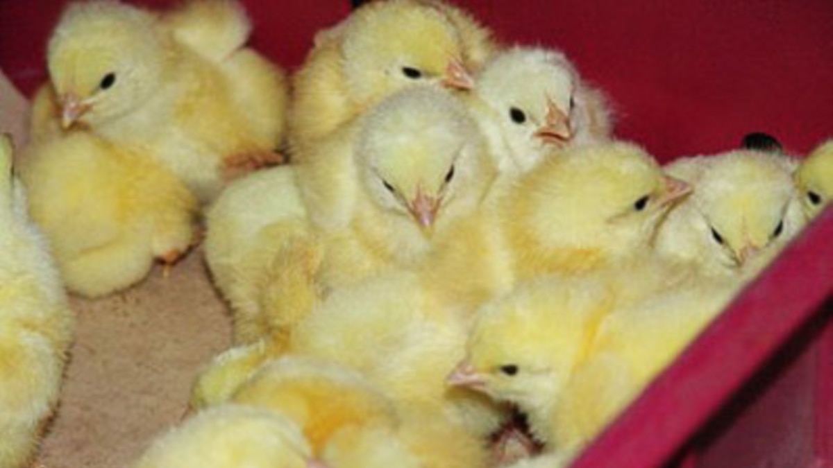 Цыплята купить в тульская